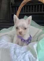 Cream M, a male Chihuahua for sale in Greenwood, SC – Photo 3 of 6