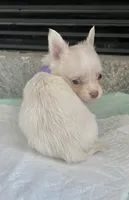 Cream M, a male Chihuahua for sale in Greenwood, SC – Photo 6 of 6