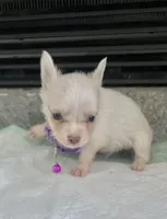 Cream M, a male Chihuahua for sale in Greenwood, SC – Photo 4 of 6