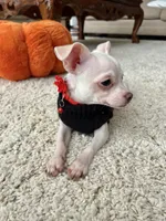 White M, a male Chihuahua for sale in Greenwood, SC – 2 of 10