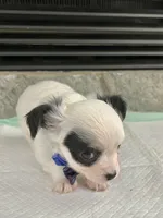 Black and White LC M, a male Chihuahua for sale in Greenwood, SC – 2 of 6