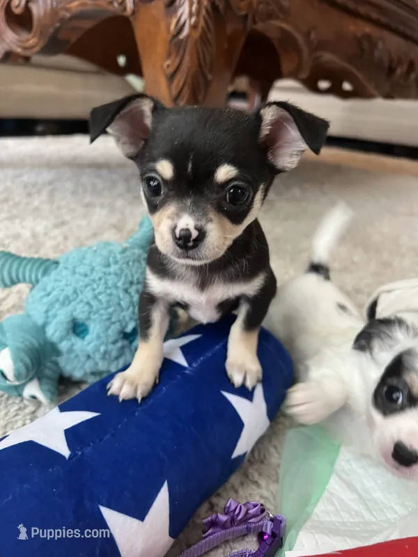 Black Tri smooth coat F – Chihuahua puppy for sale in Greenwood, SC