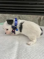Black and White LC M, a male Chihuahua for sale in Greenwood, SC – 6 of 6
