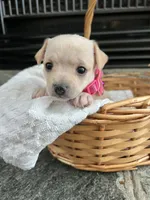 Cream F, a female Chihuahua for sale in Greenwood, SC – 5 of 8