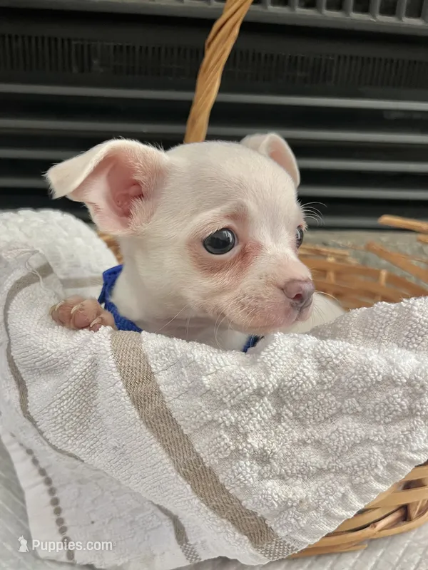 White M – Chihuahua puppy for sale in Greenwood, SC