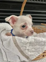 White M, a male Chihuahua for sale in Greenwood, SC – 1 of 10