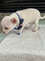 White M, a male Chihuahua for sale in Greenwood, SC – 7 of 10