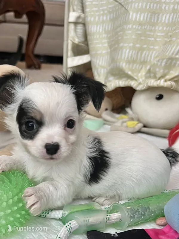 Black and White LC M – Chihuahua puppy for sale in Greenwood, SC
