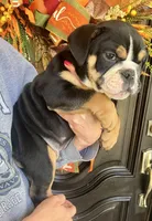 Black Tri M, a male English Bulldog for sale in Greenwood, SC – Photo 6 of 7