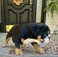 Black Tri M, a male English Bulldog for sale in Greenwood, SC – Photo 4 of 7