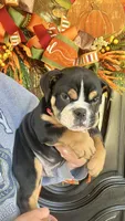 Black Tri M, a male English Bulldog for sale in Greenwood, SC – Photo 2 of 7