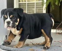 Black Tri M, a male English Bulldog for sale in Greenwood, SC – Photo 3 of 7