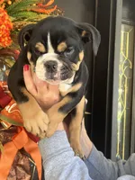 Black Tri M, a male English Bulldog for sale in Greenwood, SC – Photo 7 of 7