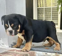 Black Tri M, a male English Bulldog for sale in Greenwood, SC – Photo 1 of 7