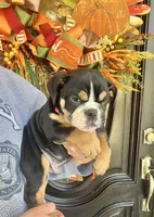 Black Tri M, a male English Bulldog for sale in Greenwood, SC – Photo 5 of 7