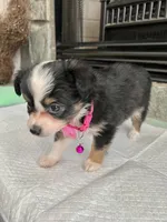 Black Tri F Toy Aussie small, a female Toy Australian Shepherd for sale in Greenwood, SC – 6 of 10