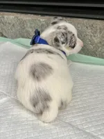 Blue Merle M, a male Chihuahua for sale in Greenwood, SC – 3 of 6