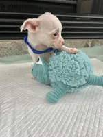 White M, a male Chihuahua for sale in Greenwood, SC – 3 of 10