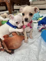 White M, a male Chihuahua for sale in Greenwood, SC – 9 of 10