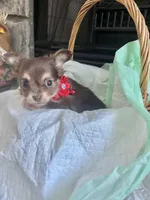 Choco Tri LC F, a female Chihuahua for sale in Greenwood, SC – Photo 9 of 10