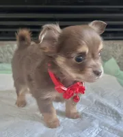 Choco Tri LC F, a female Chihuahua for sale in Greenwood, SC – Photo 5 of 10