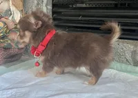 Choco Tri LC F, a female Chihuahua for sale in Greenwood, SC – Photo 4 of 10