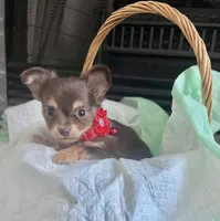 Choco Tri LC F, a female Chihuahua for sale in Greenwood, SC – Photo 2 of 10