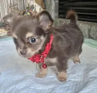 Choco Tri LC F, a female Chihuahua for sale in Greenwood, SC – Photo 6 of 10