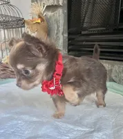 Choco Tri LC F, a female Chihuahua for sale in Greenwood, SC – Photo 3 of 10