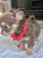 Choco Tri LC F, a female Chihuahua for sale in Greenwood, SC – Photo 8 of 10