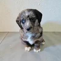 Bolt, a male Pembroke Welsh Corgi and Goldendoodle for sale in Navarre, OH – Photo 2 of 3