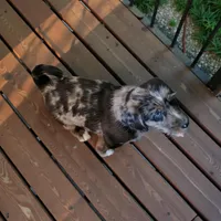 Bolt, a male Pembroke Welsh Corgi and Goldendoodle for sale in Navarre, OH – Photo 3 of 3
