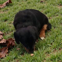 Paws, a male Pembroke Welsh Corgi and Goldendoodle for sale in Navarre, OH – Photo 3 of 3
