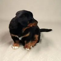 Paws, a male Pembroke Welsh Corgi and Goldendoodle for sale in Navarre, OH – Photo 1 of 3