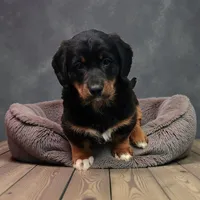 Paws, a male Pembroke Welsh Corgi and Goldendoodle for sale in Navarre, OH – Photo 2 of 3