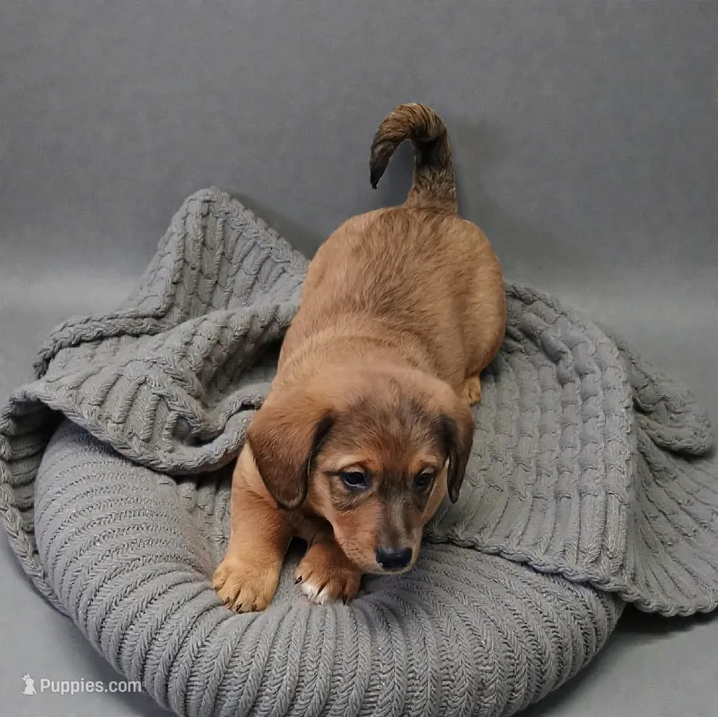 Joy, a female Pembroke Welsh Corgi and Goldendoodle for sale in Navarre, OH – 1 of 3