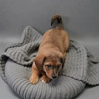 Joy, a female Pembroke Welsh Corgi and Goldendoodle for sale in Navarre, OH – 1 of 3