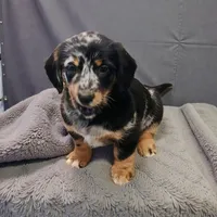Juliete, a female Pembroke Welsh Corgi and Goldendoodle for sale in Navarre, OH – Photo 2 of 3