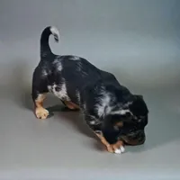 Juliete, a female Pembroke Welsh Corgi and Goldendoodle for sale in Navarre, OH – Photo 1 of 3