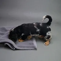 Juliete, a female Pembroke Welsh Corgi and Goldendoodle for sale in Navarre, OH – Photo 3 of 3