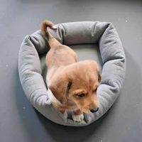 Sox, a male Pembroke Welsh Corgi and Goldendoodle for sale in Navarre, OH – Photo 3 of 3