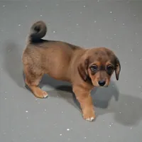 Copper, a male Pembroke Welsh Corgi and Goldendoodle for sale in Navarre, OH – Photo 3 of 3