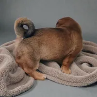 Copper, a male Pembroke Welsh Corgi and Goldendoodle for sale in Navarre, OH – Photo 2 of 3