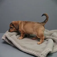 Joy, a female Pembroke Welsh Corgi and Goldendoodle for sale in Navarre, OH – Photo 2 of 3