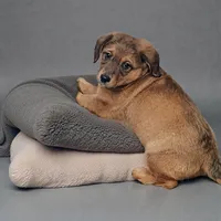 Joy, a female Pembroke Welsh Corgi and Goldendoodle for sale in Navarre, OH – Photo 3 of 3