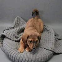 Joy, a female Pembroke Welsh Corgi and Goldendoodle for sale in Navarre, OH – Photo 1 of 3