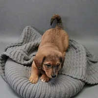 Joy, a female Pembroke Welsh Corgi and Goldendoodle for sale in Navarre, OH – Photo 1 of 3