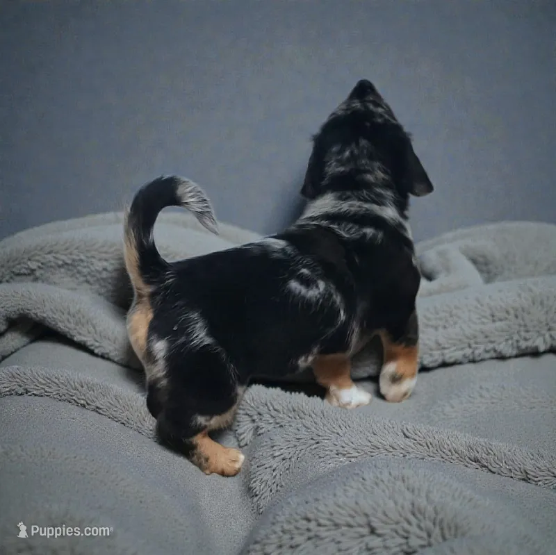 Abby – Pembroke Welsh Corgi, Goldendoodle puppy for sale in Navarre, OH