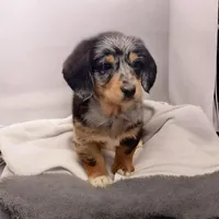 Bella, a female Pembroke Welsh Corgi and Goldendoodle for sale in Navarre, OH – Photo 3 of 3