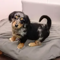 Bella, a female Pembroke Welsh Corgi and Goldendoodle for sale in Navarre, OH – Photo 1 of 3